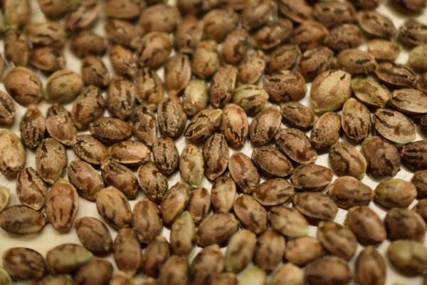 البذور العادية والهجين