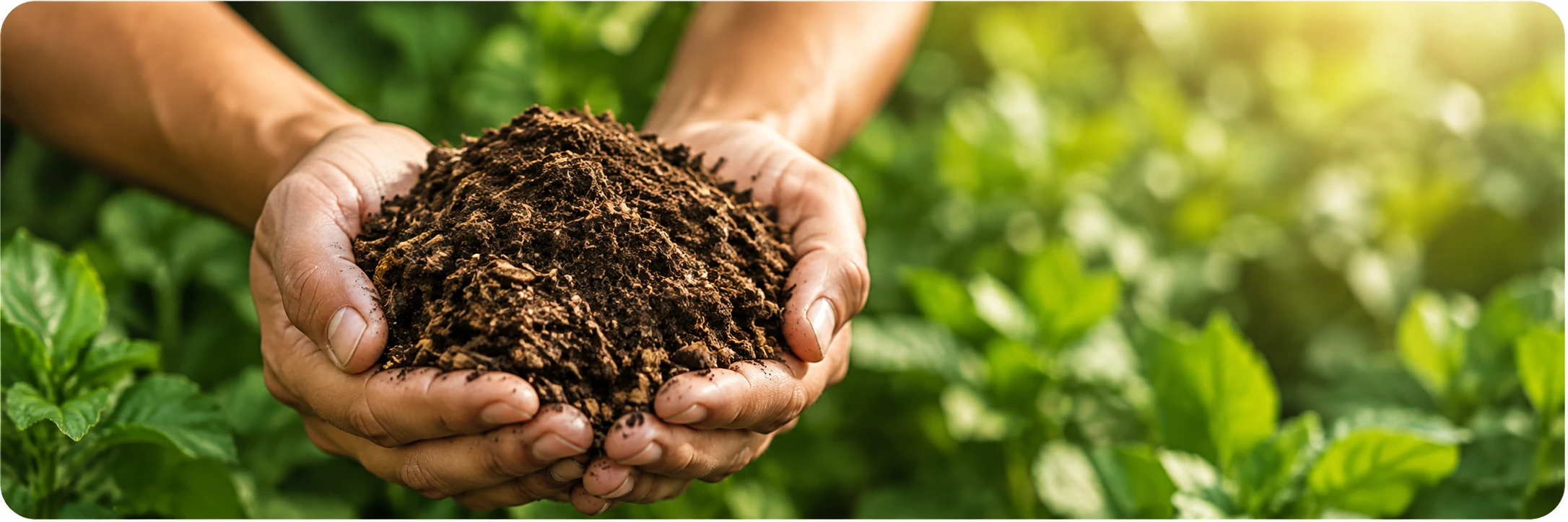 Organic Fertilizers